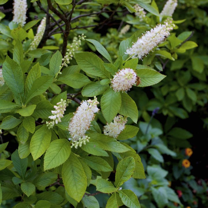 Summer Sweet Clethra | Shop Shrubs by Growing Home Farms