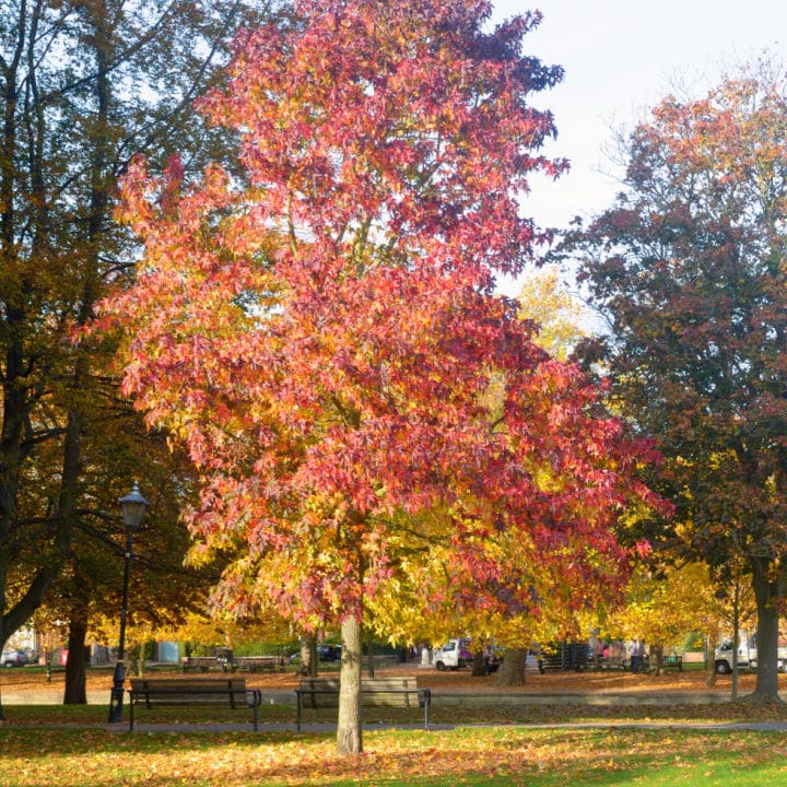 American Sweet Gum | Shade Tree by Growing Home Farms