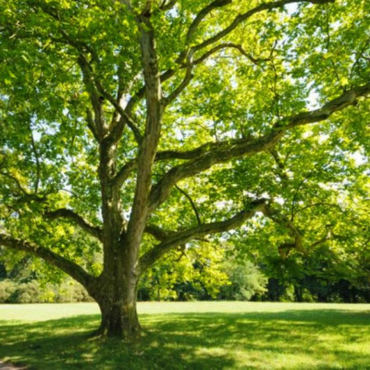 American Sycamore | Shade Tree by Growing Home Farms