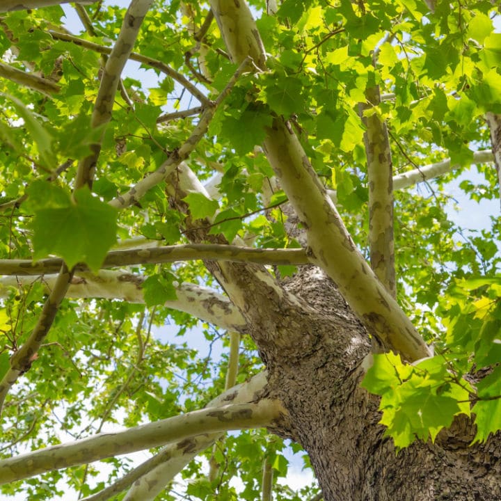 American Sycamore | Shade Tree by Growing Home Farms