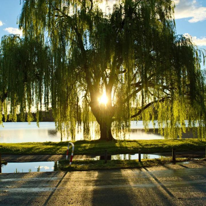 Weeping Willow by Growing Home Farms