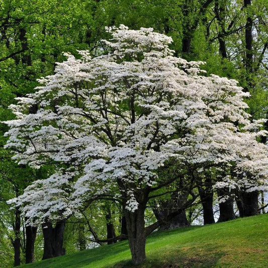 White Dogwood by Growing Home Farms