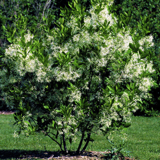 White Fringetree by Growing Home Farms