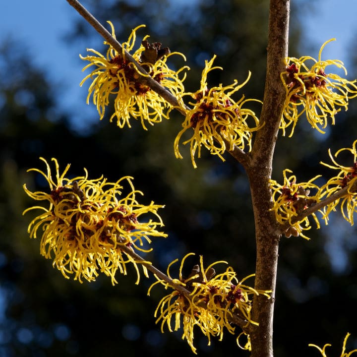 Witch Hazel | Shop Shrubs by Growing Home Farms