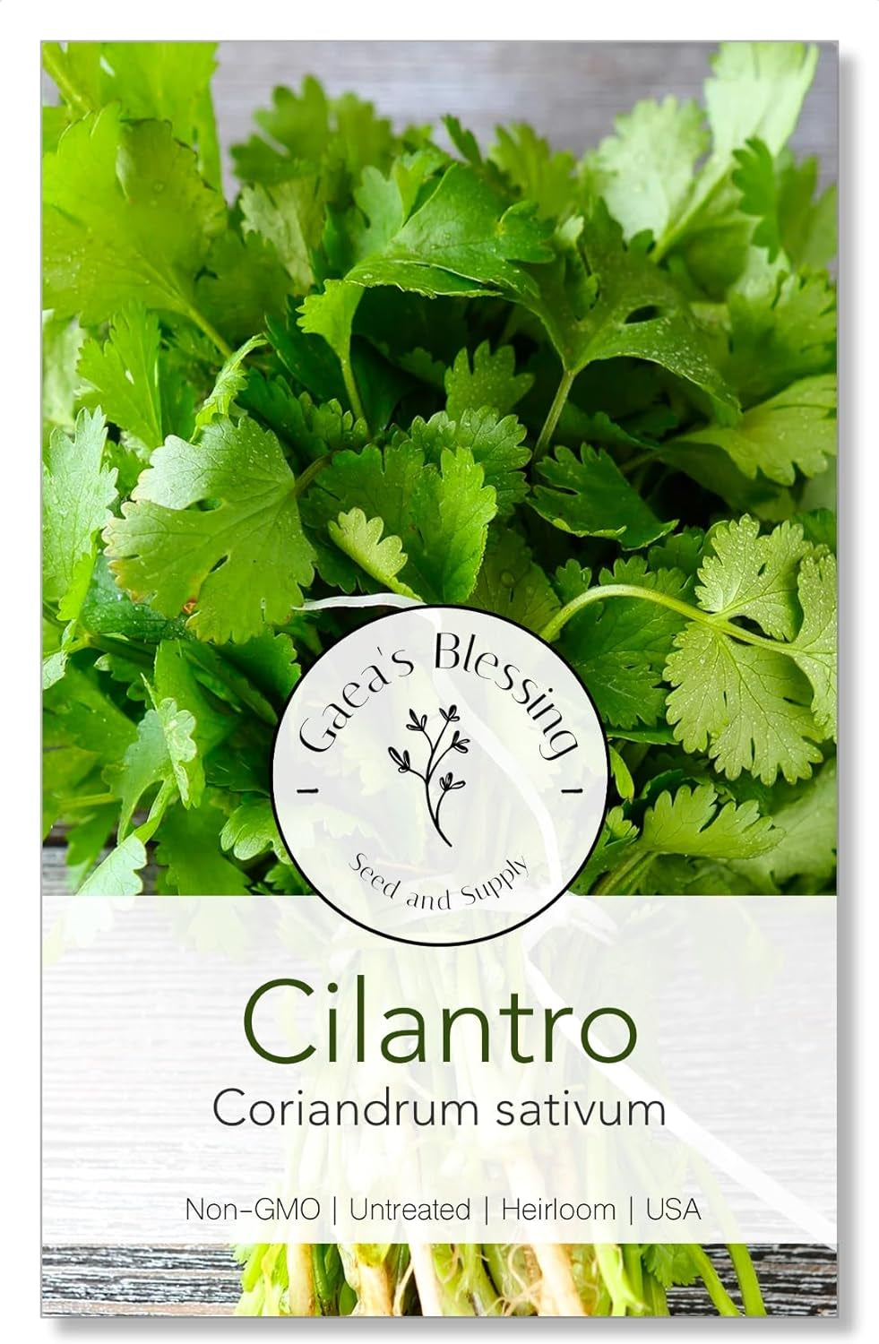 Seeds - Cilantro Seeds - Non-Gmo Heirloom Seeds with Easy to Follow Instructions - Leisure Coriander Heirloom - 90% Germination Rate (Single Pack)