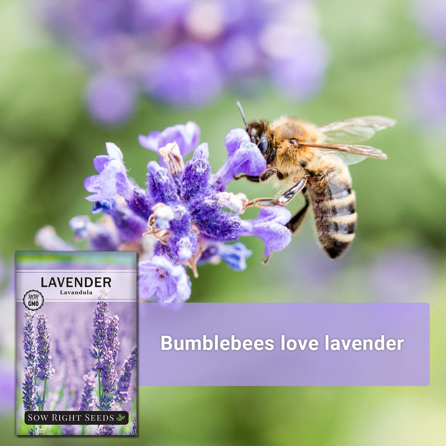 - Lavender Seeds for Planting - Non-Gmo Heirloom Packet with Instructions to Grow a Beautiful Indoor or Outdoor Herb Garden - Attract Pollinators - Perennial Light Purple Blooms (1)