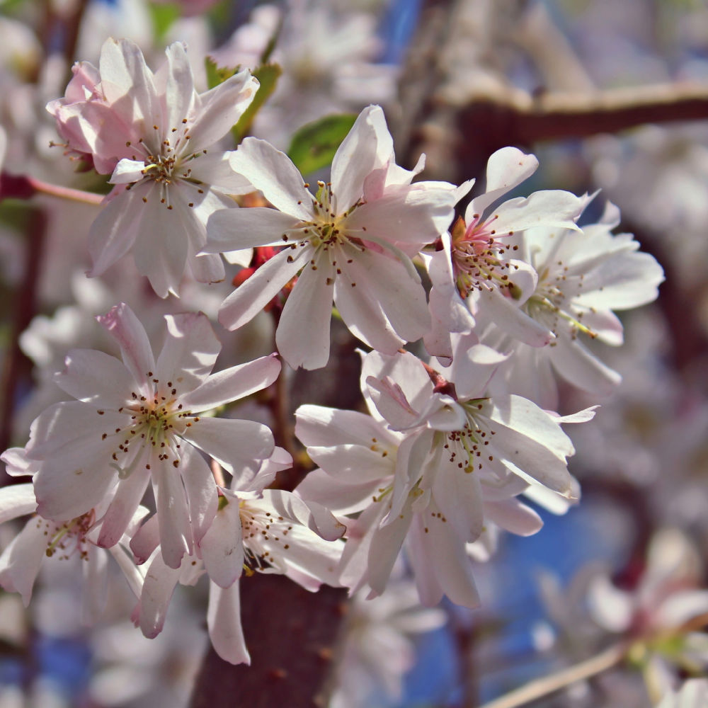 Autumnalis Flowering Cherry | Flowering Tree by Growing Home Farms