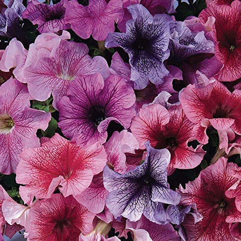 Daddy Mix Petunia Seeds, Mix of Blue, Red, Sugar, and Peppermint, Pack of 10 Seeds