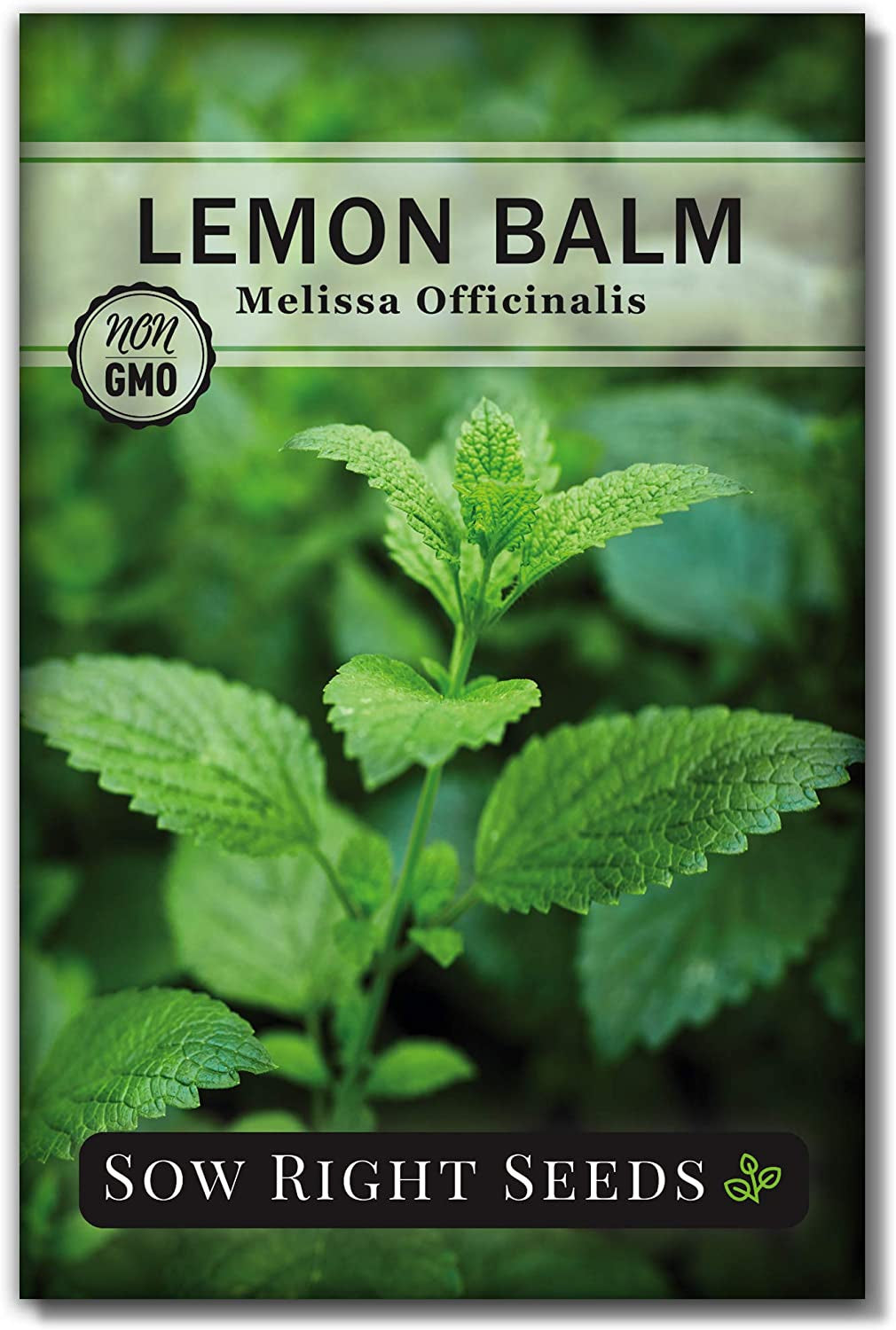 - Lemon Balm Seeds for Planting - Non-Gmo Heirloom Packet with Instructions - Easy to Grow Herb Garden - Aromatic Medicinal Herb and Great for Herbal Teas - Perennial Mint Relative