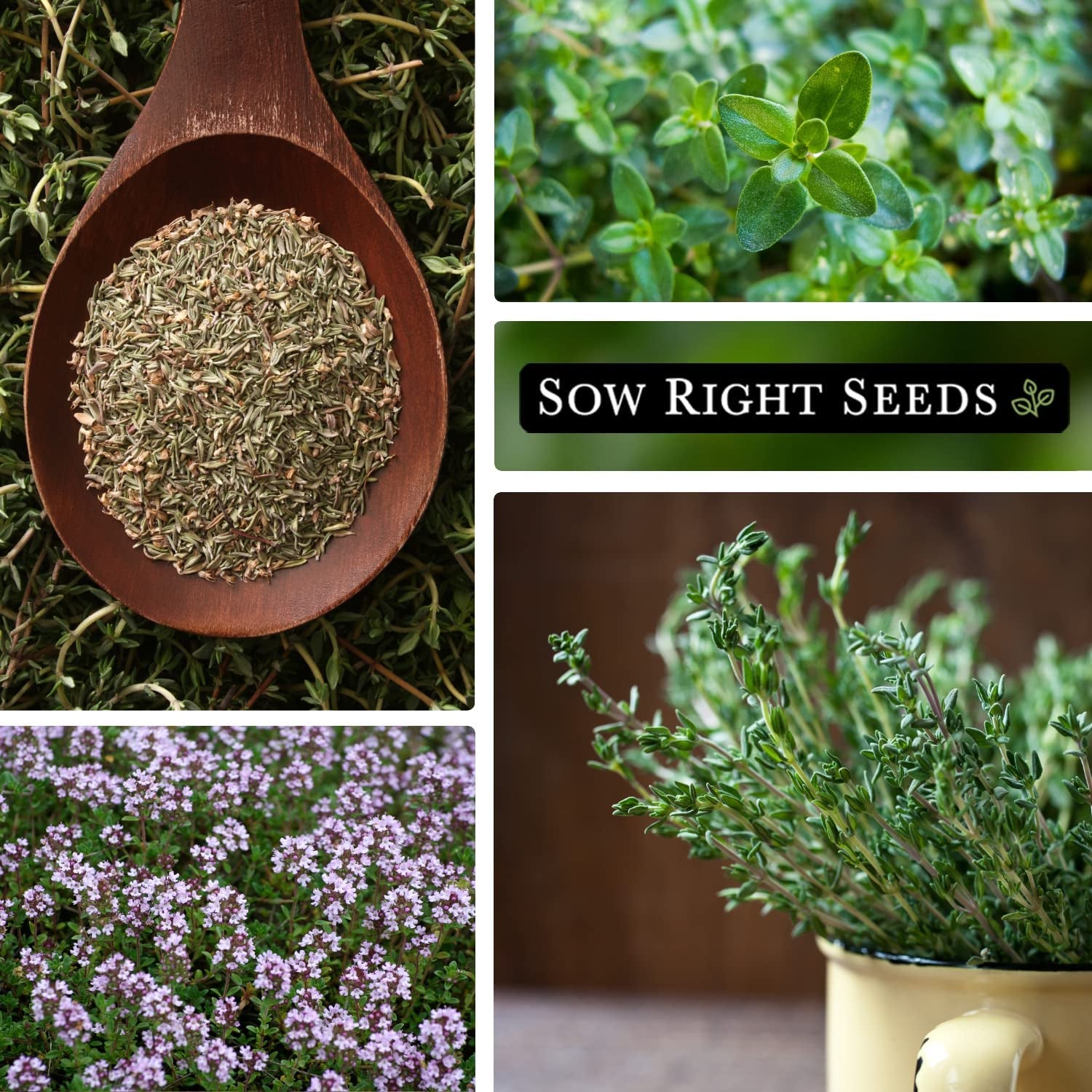 - Thyme Seed for Planting - Non-Gmo Heirloom Packet with Instructions for Easy Planting Your Kitchen Herb Garden - Indoor or Outdoor - Great for Hydroponics Growing - Culinary Herb