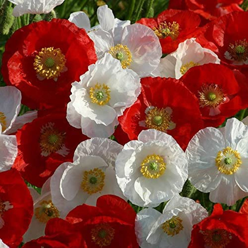'National Mix' Poppy Seeds, Red and White Flowers, Pack of 100 Seeds