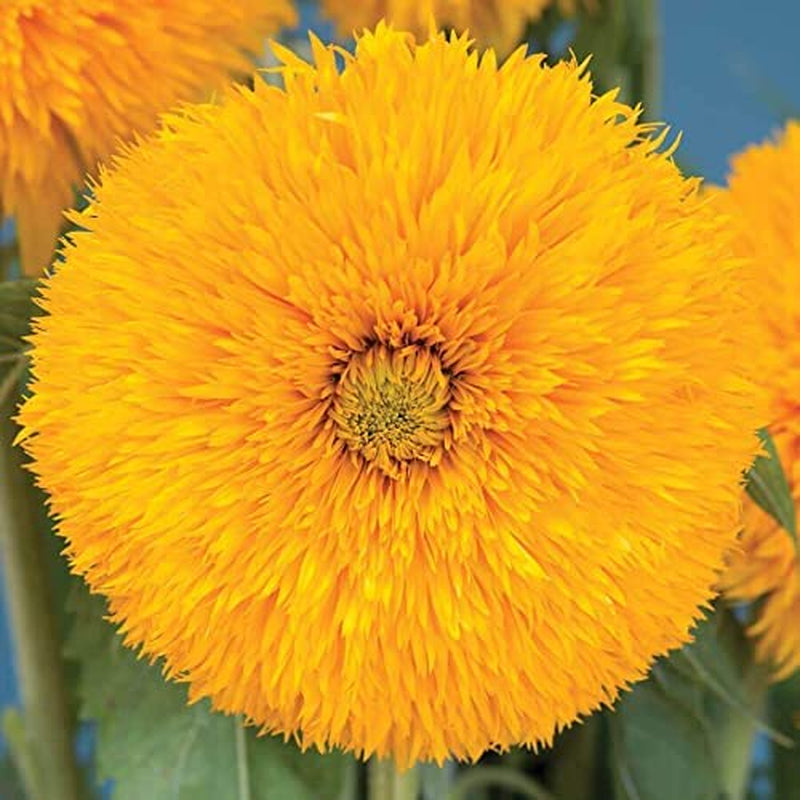 Double Sunking Sunflower Seeds, Double Flower Classic, Pack of 50 Seeds