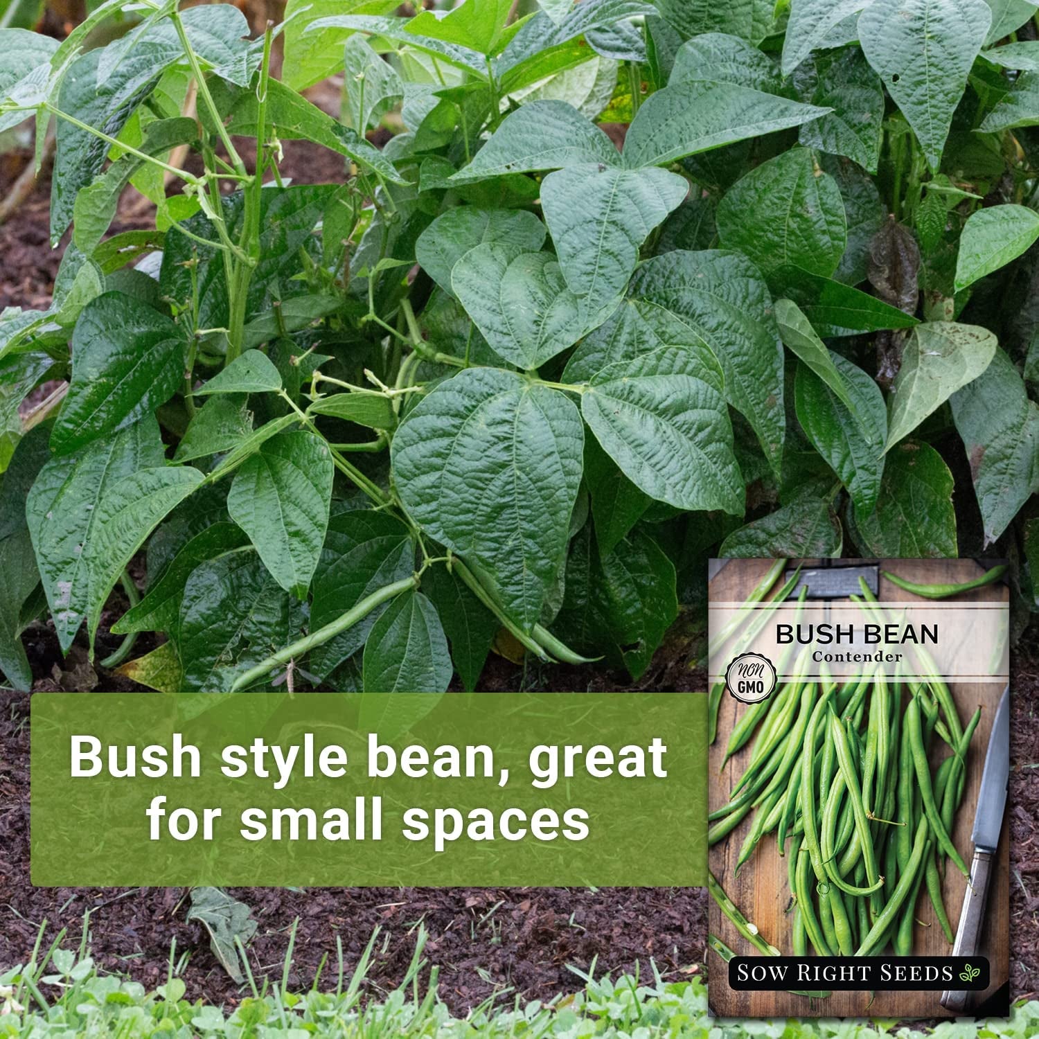 - Contender Bush Bean Seeds for Planting - Non-Gmo Heirloom Packet with Instructions to Plant a Home Vegetable Garden - Stringless Variety - Abundant Harvest, Great for Kids (1)
