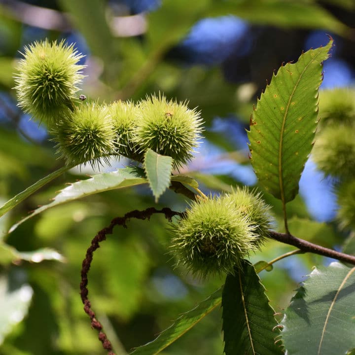 American Chestnut (Hybrid) | Shade Tree by Growing Home Farms