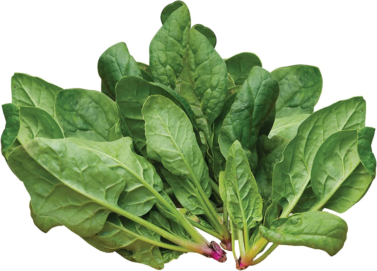 Space Hybrid Spinach Seeds 300 Seeds