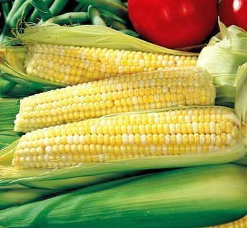 Ambrosia Hybrid Corn Seeds, Delicious Bicolor, Pack of 200 Seeds