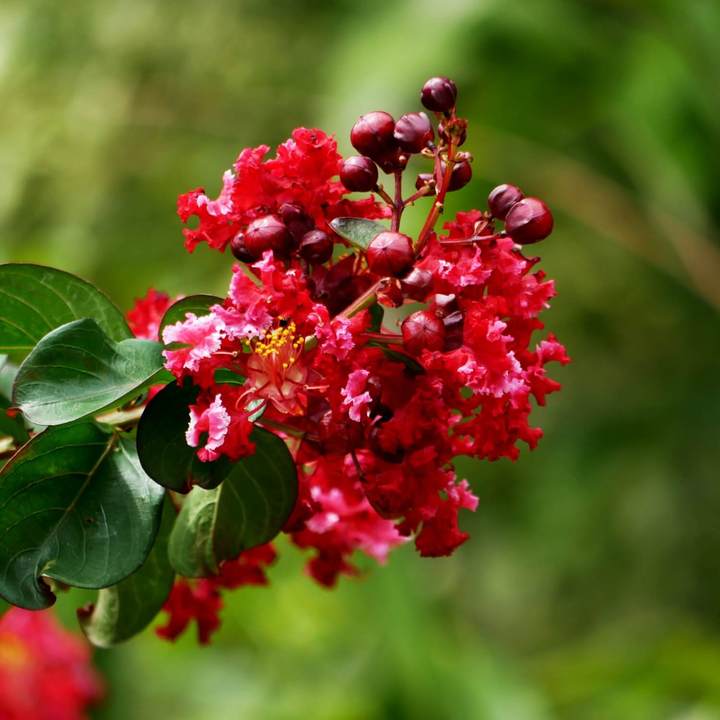 Dynamite Crape Myrtle | Flowering Tree by Growing Home Farms