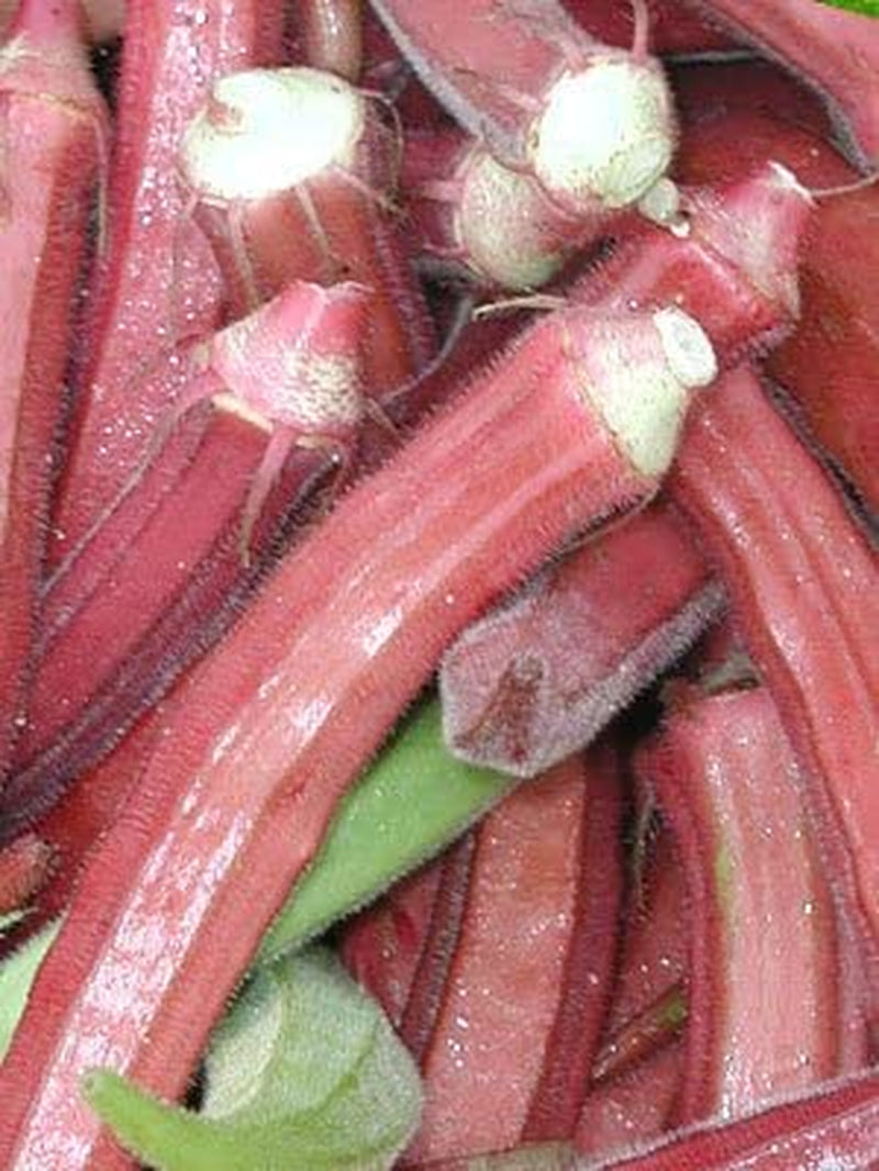 Okra RED Burgundy Great Heirloom Vegetable by  500 Seeds