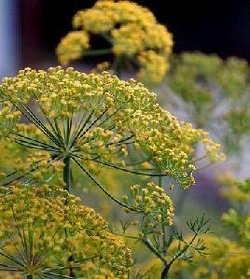 Dill Mammoth Long Island Great Garden Herb by  1,500 Seeds