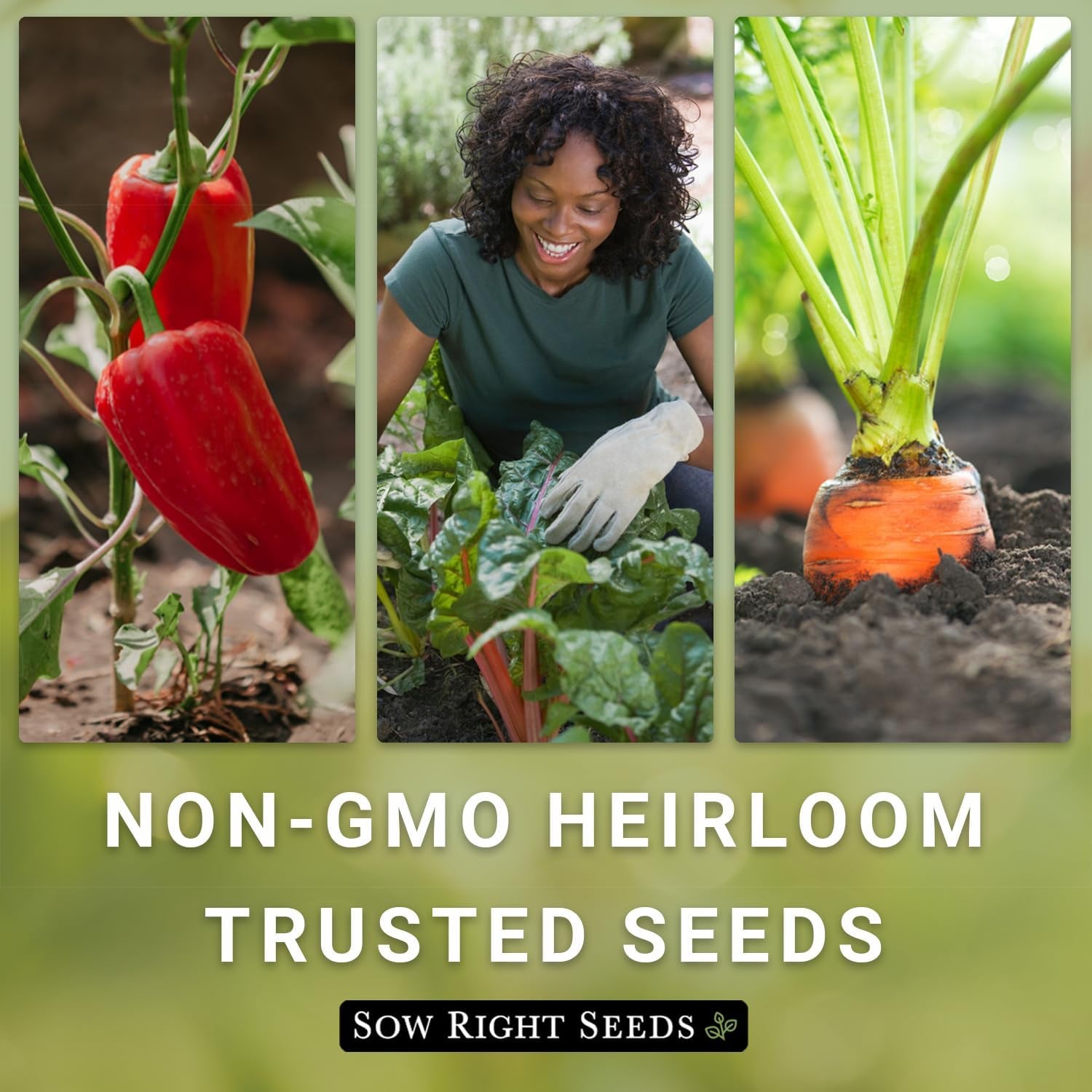 - Classic Vegetable Garden Seed Collection for Planting - Non-Gmo Heirloom Broccoli, Cabbage, Carrot, Cucumber, Eggplant, Kale, Lettuce, Tomato, Peppers, Zucchini, and More