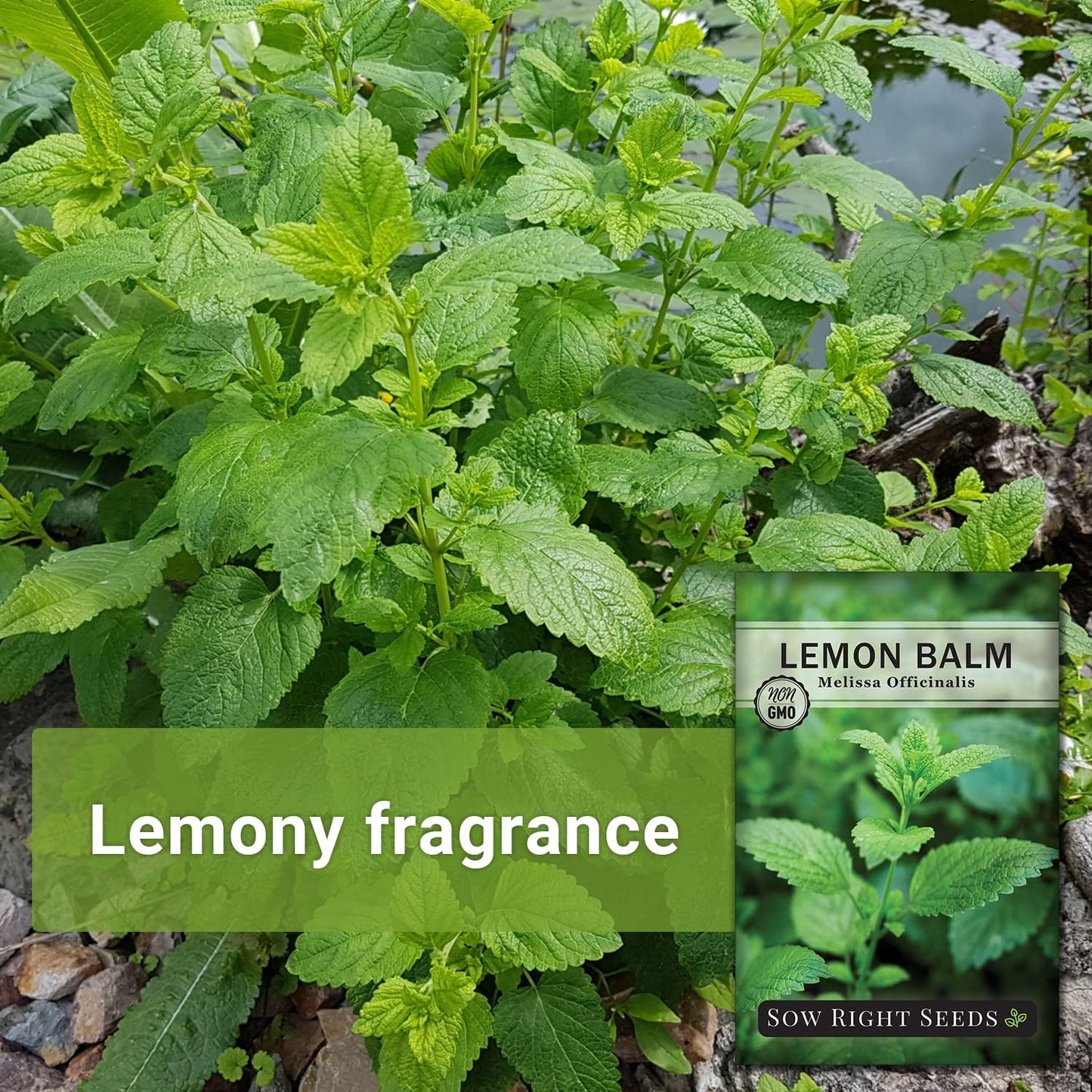 - Lemon Balm Seeds for Planting - Non-Gmo Heirloom Packet with Instructions - Easy to Grow Herb Garden - Aromatic Medicinal Herb and Great for Herbal Teas - Perennial Mint Relative