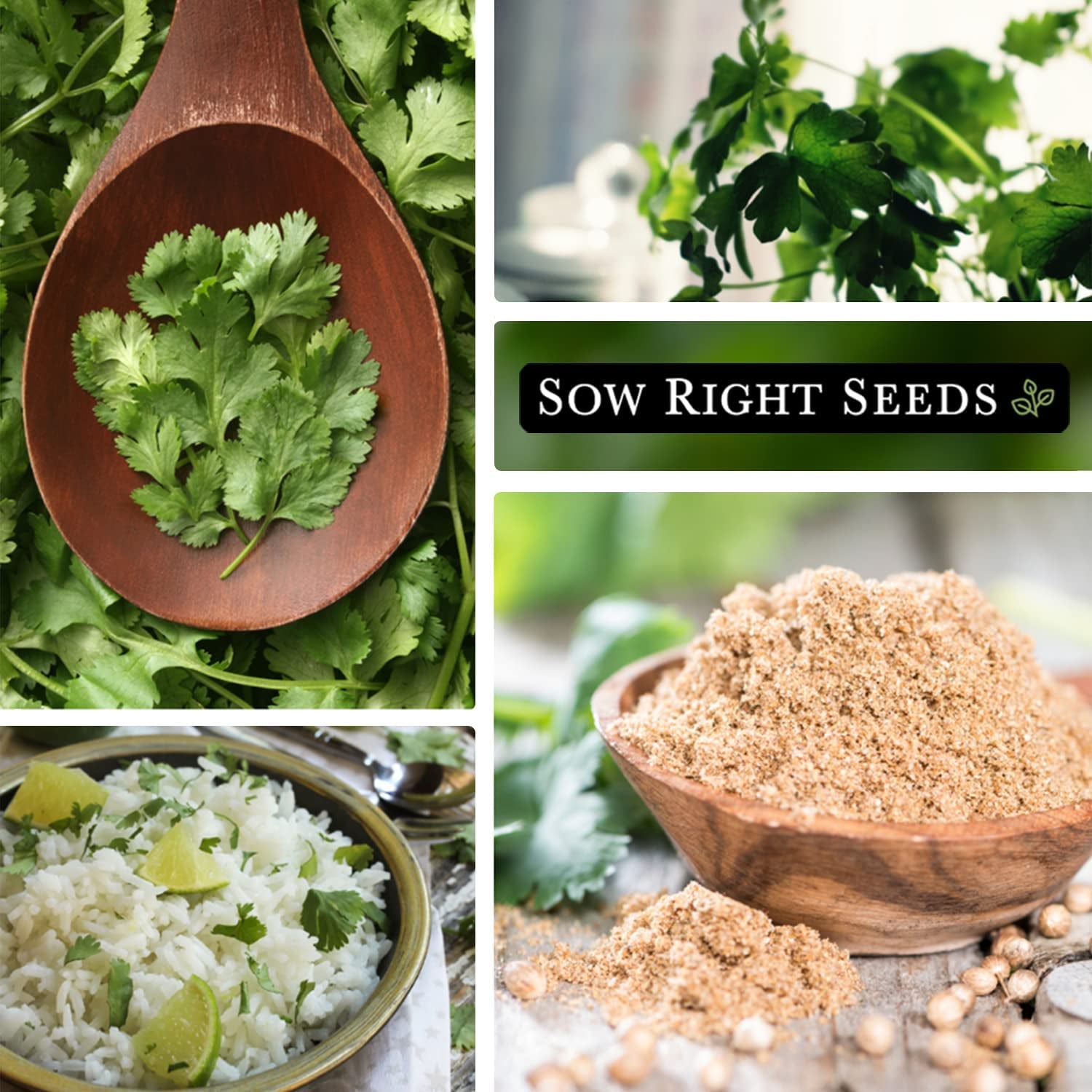 - Cilantro Seeds for Planting - Non-Gmo Heirloom Packet with Instructions to Grow a Kitchen Herb Garden - Great Addition to Your Cooking - Make Coriander Seasoning - Zesty Herb (1)
