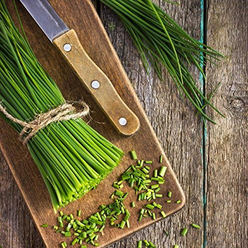 Seeds - Chives Seeds (1000 Seeds) Non-Gmo Seeds with Easy to Follow Planting Instructions - Open-Pollinated Heirloom 88% Germination Rate 1.5G (Single Packet)