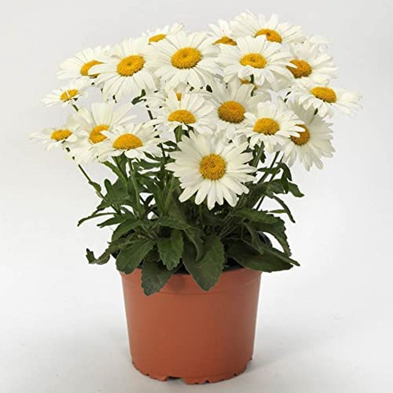 White Lion Shasta Daisy Seeds, Classic Heavy Blooming, Pack of 25 Seeds