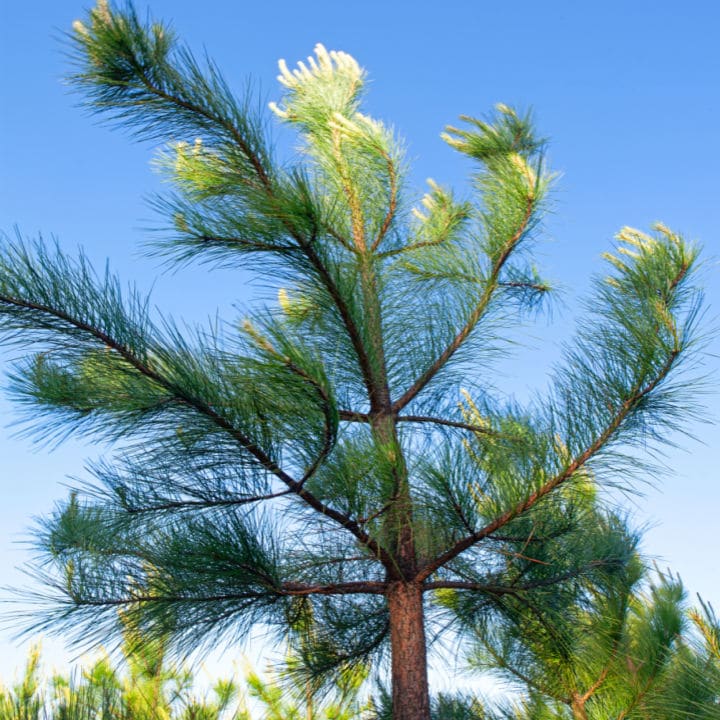 Loblolly Pine by Growing Home Farms