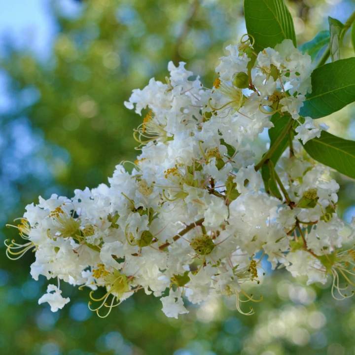 Natchez Crape Myrtle | Flowering Tree by Growing Home Farms