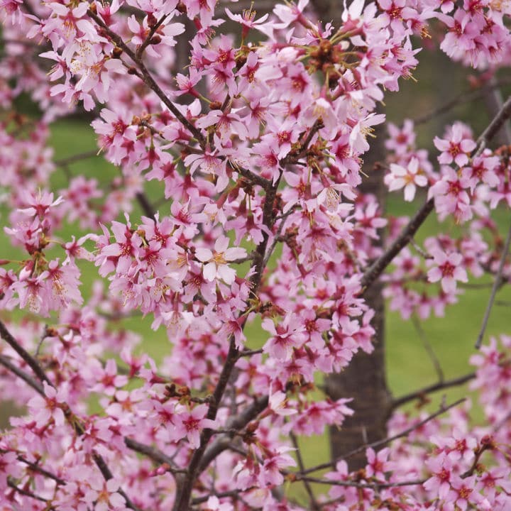 Okame Flowering Cherry | Flowering Tree by Growing Home Farms