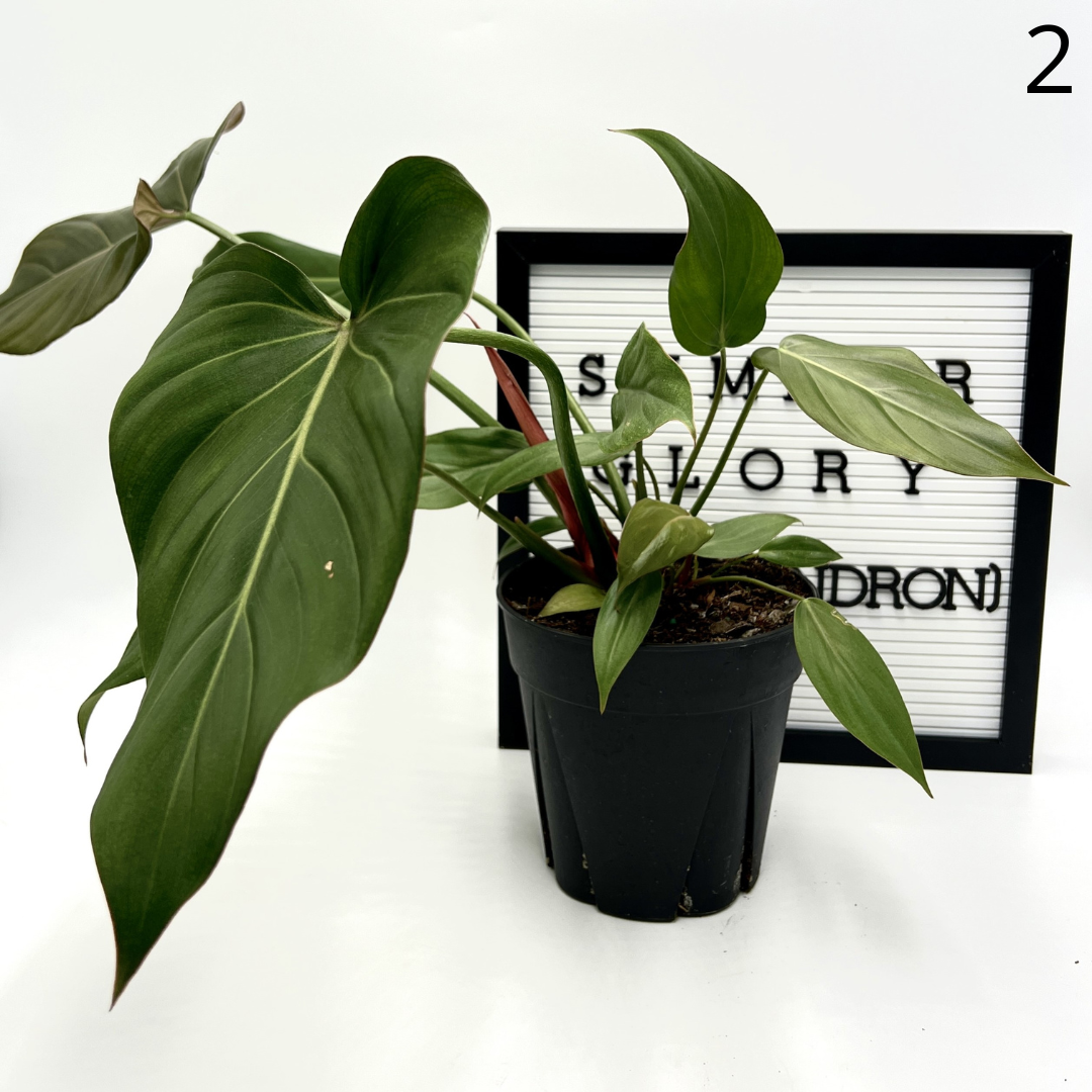 Summer Glory Philodendron by Elm Dirt