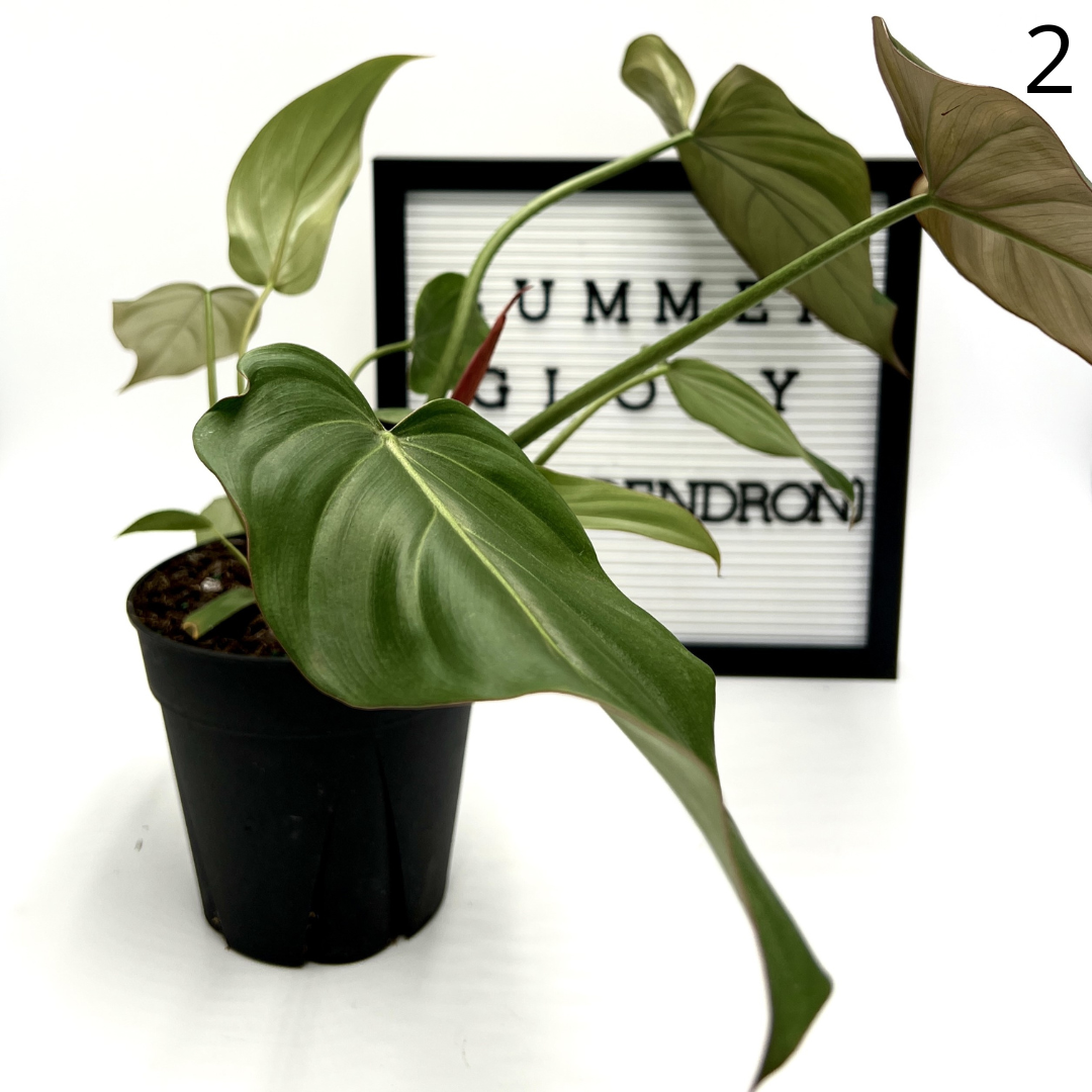Summer Glory Philodendron by Elm Dirt