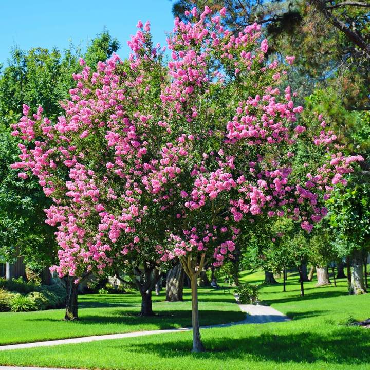 Sioux Crape Myrtle | Flowering Tree by Growing Home Farms