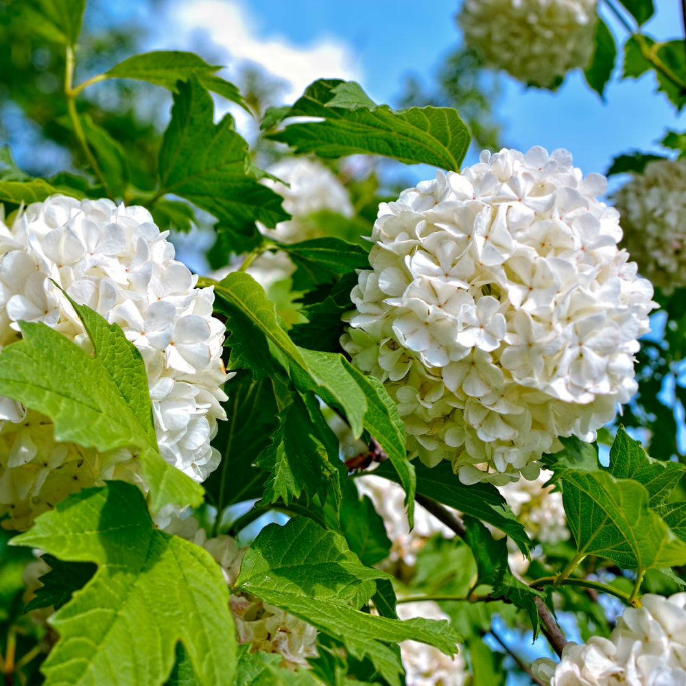 Snowball Viburnum by Growing Home Farms