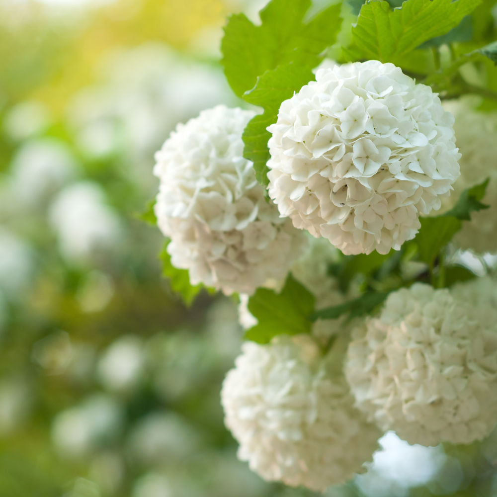 Snowball Viburnum by Growing Home Farms